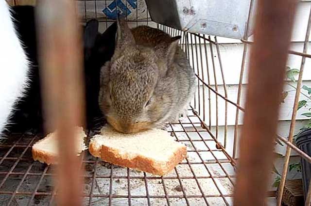 Понос у кролика, жидкий стул у кролика что делать (фото и видео)