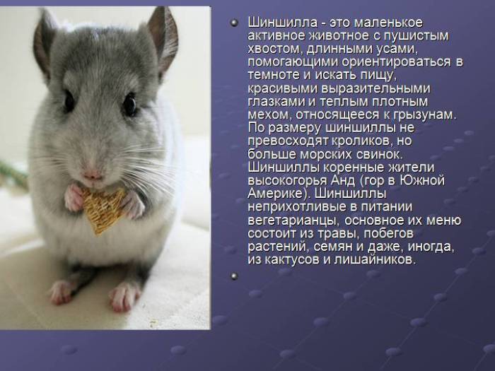 Как выглядит шиншилла: кто она такая и что из себя представляет, описание и фото