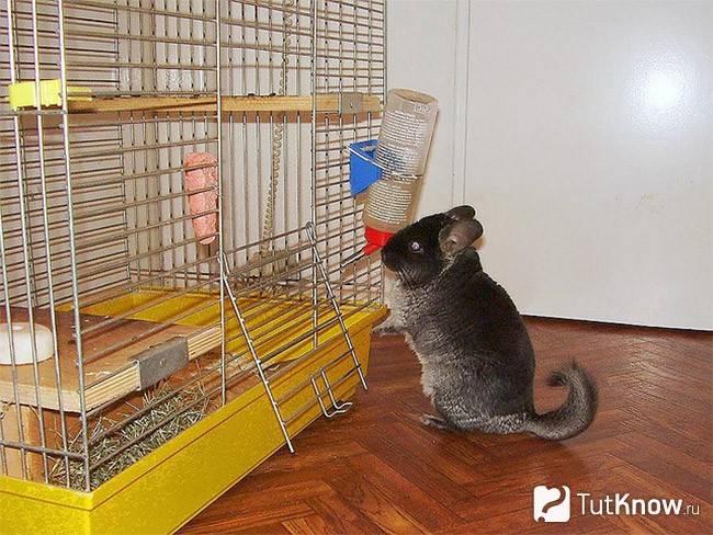 Домашнее животное шиншилла