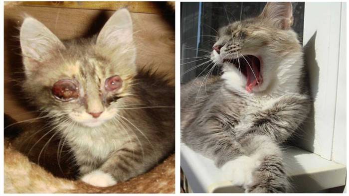 Почему кошка ест своих котят: естественные и патологические причины