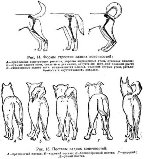 Как проходит вязка собак: когда начинать, правила проведения, возможные трудности