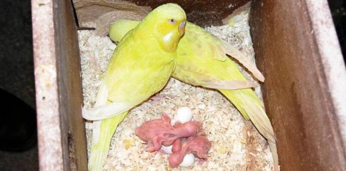 Сколько и как спят попугаи волнистые?