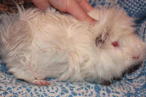 Власоеды у морских свинок: симптомы и лечение