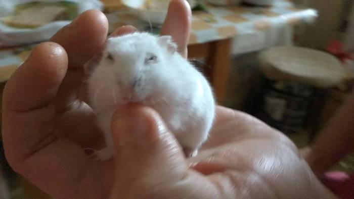 Как приучить хомяка к рукам: можно брать, что делать, если питомец боится