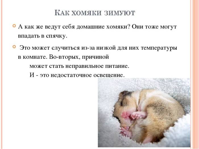 Впадают ли хомяки в спячку: как определить, что питомец в оцепенении, как понять, что не умер, как зимуют в природе, как разбудить в домашних условиях