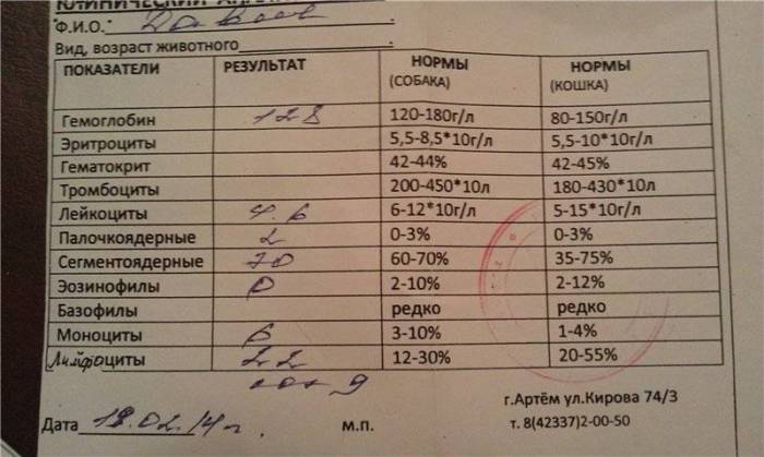 Кровь в моче собаки: причины красной мочи у собаки, последствия, лечение