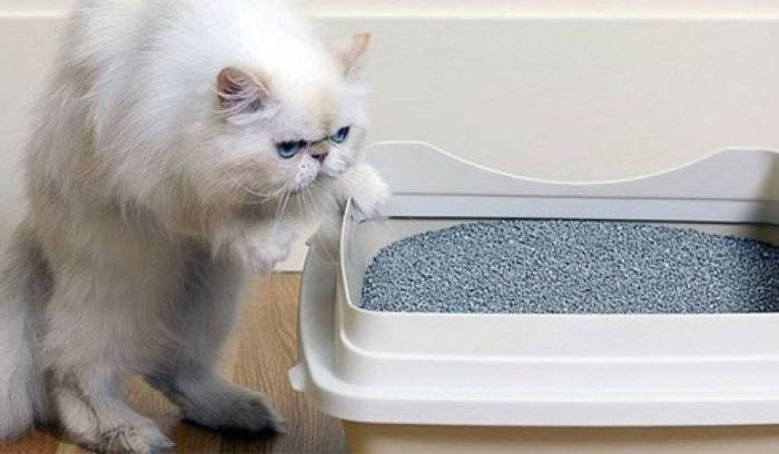 Почему кошка ходит в туалет мимо лотка и как отличить поведенческую проблему от заболевания