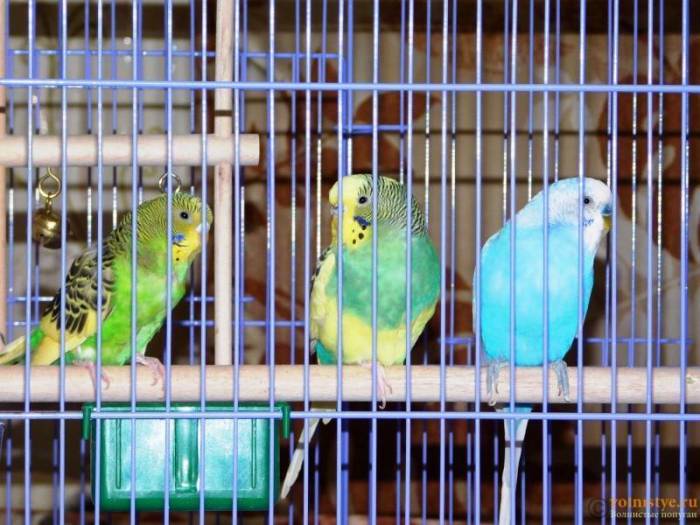 Как правильно выбрать волнистого попугайчика