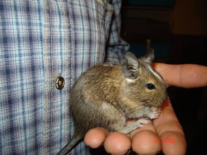 Доктор, у меня паническая атака! что делать?