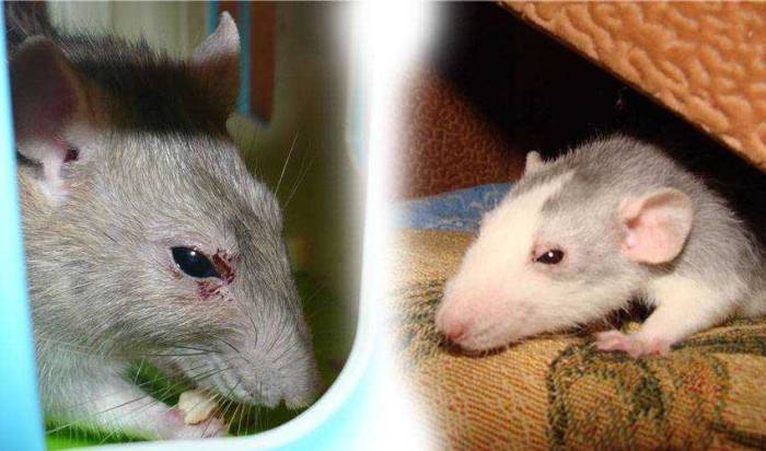 Кровоизлияние в глаз - причины, фото, что делать