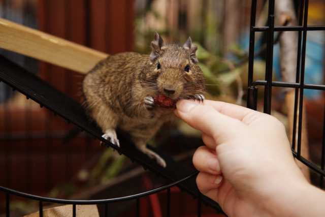 Разведение дегу: как размножаются чилийские белки