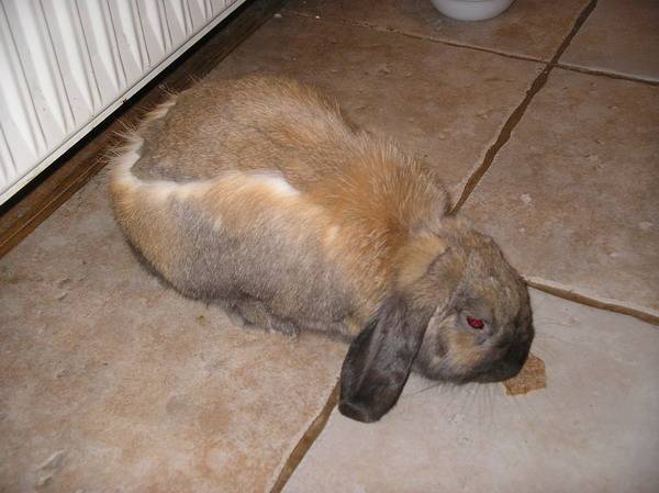 Лысый кролик - причины облысения кроликов