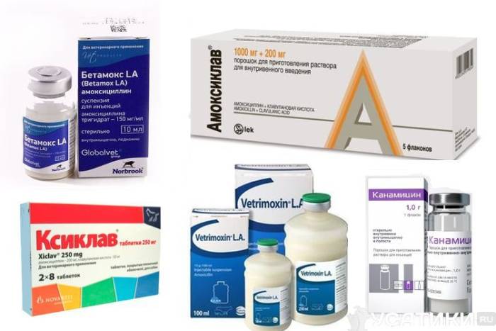 Антибиотики для кошек