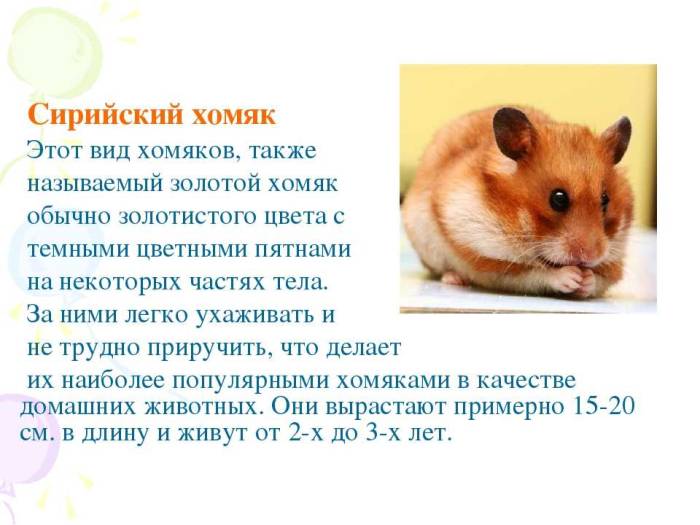 Как выбрать хомяка для ребенка, каким породам отдать предпочтение