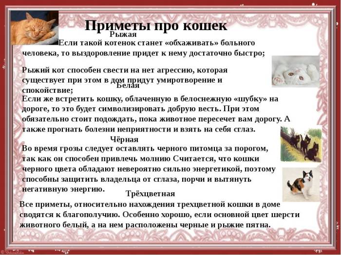 Черная кошка: приметы и суеверия. если черная кошка в доме, перебежала дорогу, приблудилась — к чему это? народные приметы про черную кошку