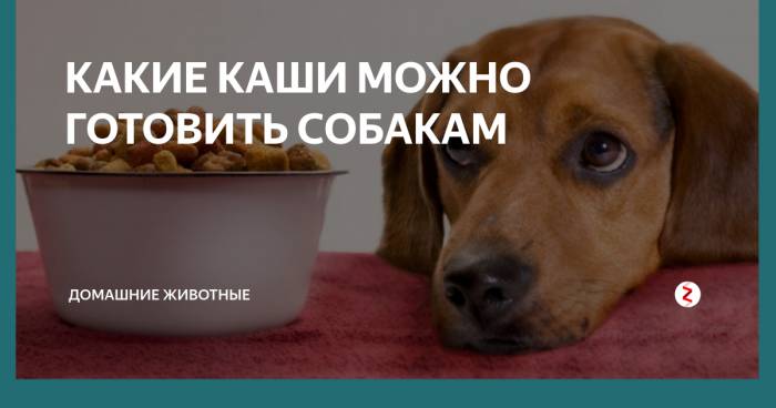 Советы и рецепты от опытных кинологов: каша для собаки