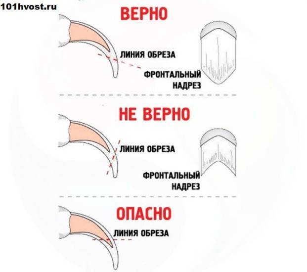 Как безопасно обрезать ногти морской свинке самостоятельно