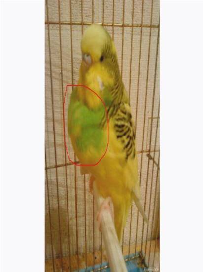 Воспаление зоба у волнистого попугая