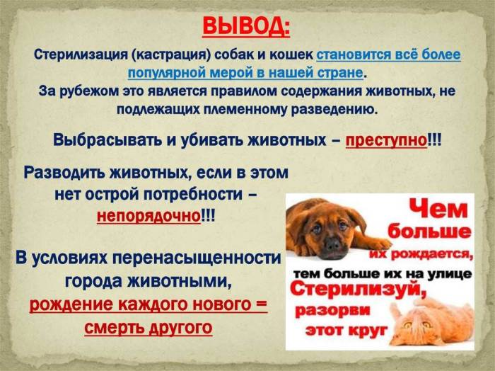 Стерилизация кошек