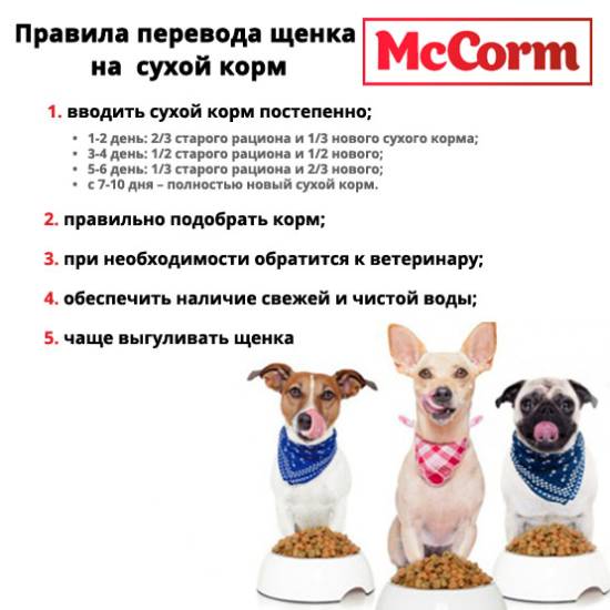 Как правильно перевести собаку на сухой корм с натурального питания, можно ли переводить взрослую собаку, как перевести с каши