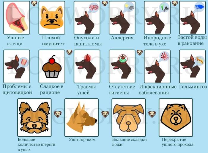 Почему собака дрожит и ведет себя иначе: опасные и неопасные ситуации