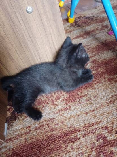 Как подружить кошку с собакой