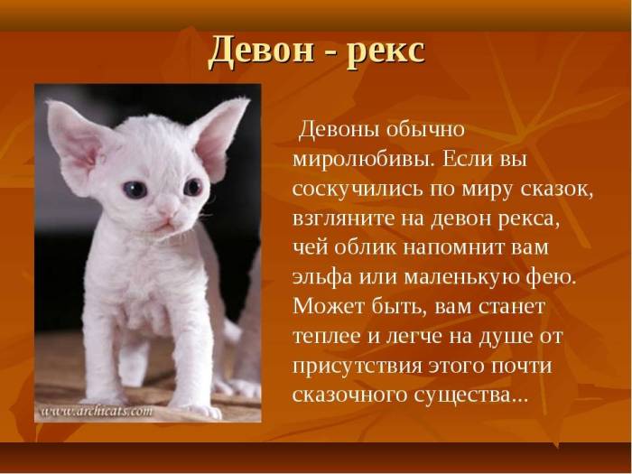 Девон-рекс: фото, описание породы, характер, здоровье, уход и содержание