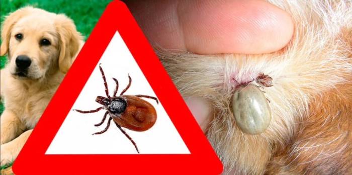 Диагностика, лечение и профилактика болезни лайма и клещевого энцефалита, вызванных клещами ixodes ricinus | университетская клиника