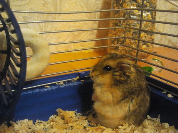 Хомяк упал с высоты — что делать?