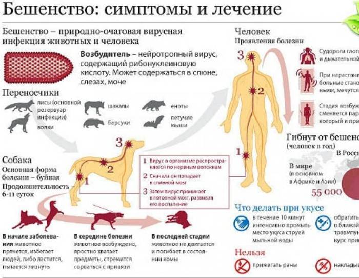 Как проявляет себя клещевой боррелиоз — первые признаки после укуса и симптомы развития болезни лайма