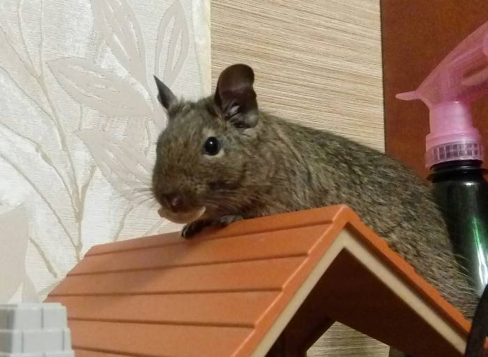 Все о разведении «белки» дегу в домашних условиях