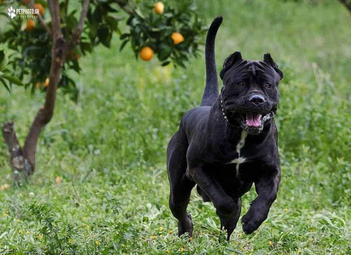 Американский бандог — что это за порода собак