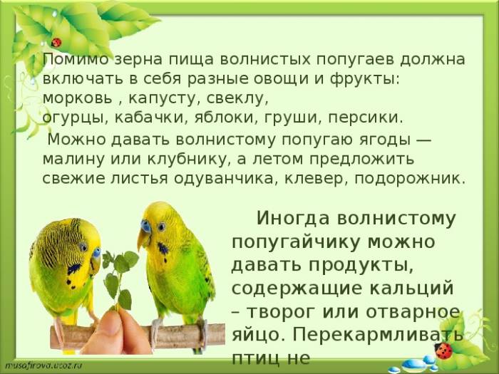 Какие фрукты, овощи, ягоды и зелень можно давать попугаю