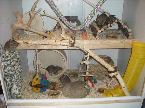 Как сделать игрушки для дегу?