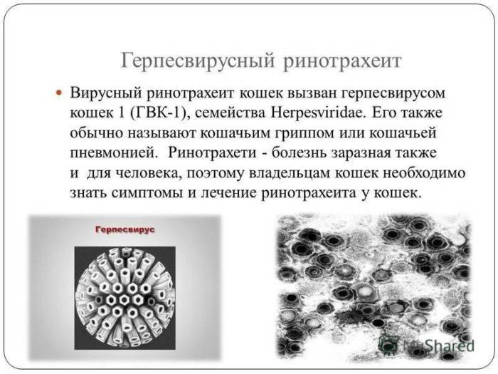 Герпес, или ринотрахеит, у кошек: симптомы и лечение, особенности болезни и ее опасность, вакцинация, фактор заразности для человека
