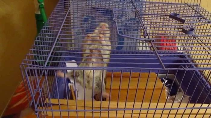 Может ли джунгарский хомяк выбраться из клетки