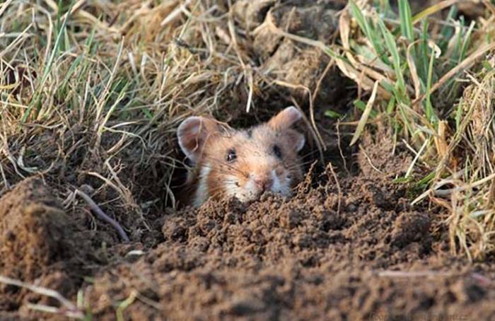 Хомяк в природе: интересные факты из жизни диких зверушек