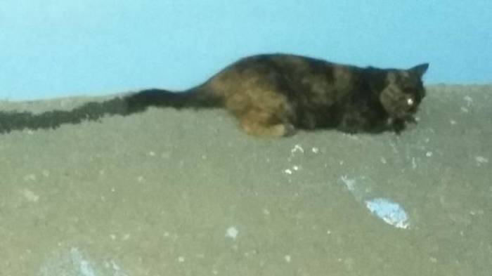 Ушиб головного мозга