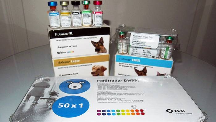 Вакцинация собаки против чумки | лапа помощи | дзен