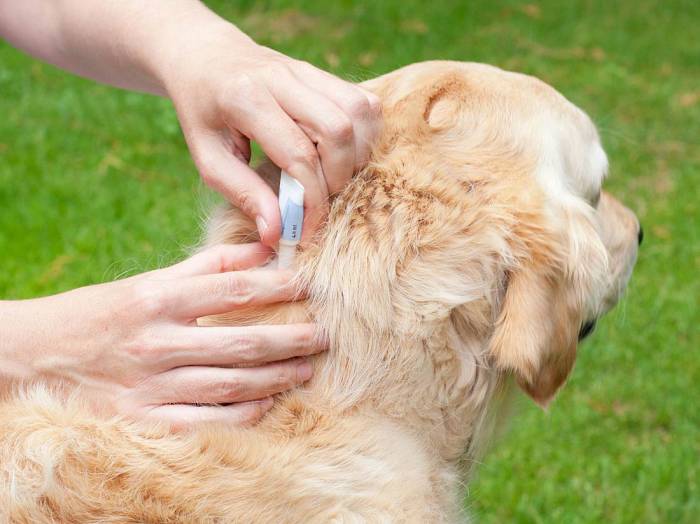 Опасны ли клещи для собак: какие из всех видов паразитов несут угрозу животному и человеку