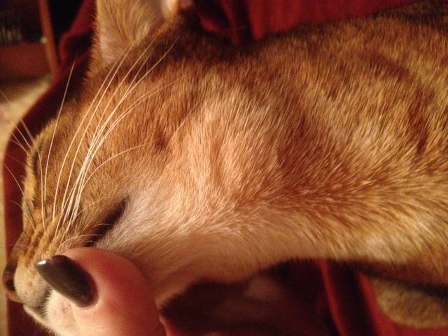 Причины появления атером за ушами. лазерное удаление. | атлантик