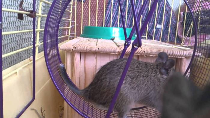 Особенности содержания белки дегу дома. правила ухода за чилийскими белками дегу в домашних условиях. как приручить белку дегу. белка дегу в домашних условиях: уход и содержание