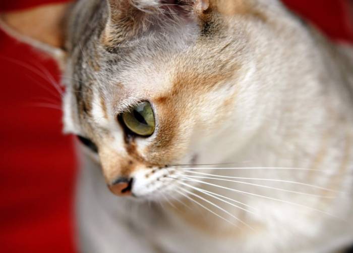 Сингапурская кошка - ласковый и нежный домашний зверь - все о породах кошек с описанием, фотографиями и названиями.все о породах кошек с описанием, фотографиями и названиями.