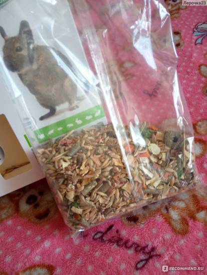 Дегу (фото): декоративная белочка из чили