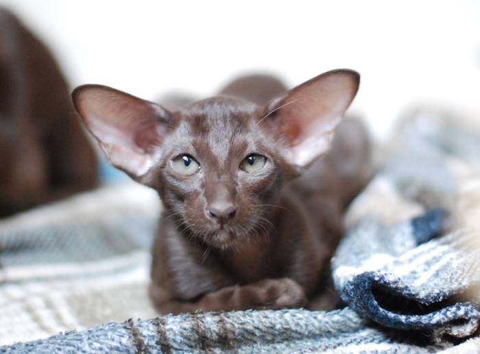 Питомники ориентальных кошек в Москве и Санкт-Петербурге