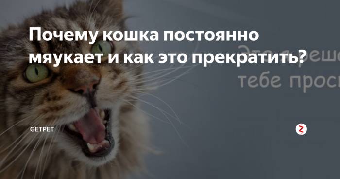 Почему кошка мяукает без причины: как отучить