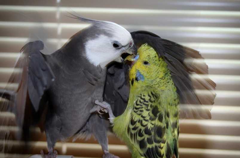 Почему волнистые попугаи дерутся между собой и что делать?