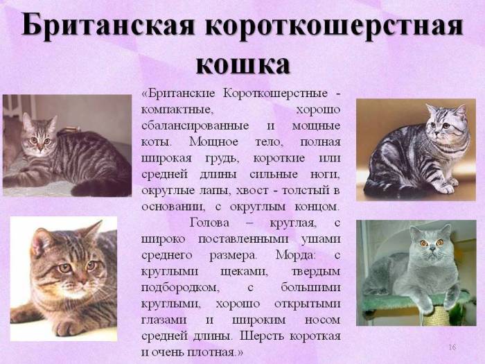 Британская короткошёрстная кошка: описание породы, часто ли течка, внешность и характер, фото британца, уход, кормление и повадки котёнка