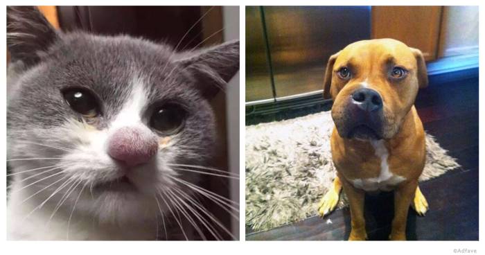 Кота укусила оса, пчела или шмель: что делать, как помочь животному в домашних условиях?