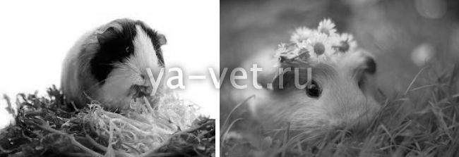 Понос у морской свинки: что делать при жидком стуле?
